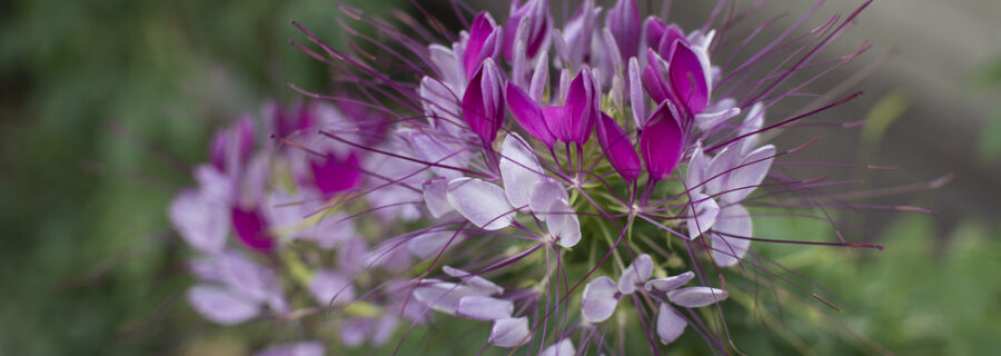 De razas, etnias y quien las tiene