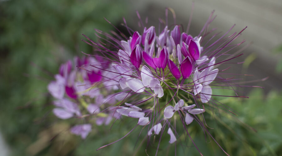 De razas, etnias y quien las tiene